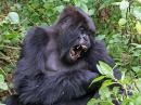 afrique-les-efforts-de-protection-des-gorilles-des-montagnes-portent-leurs-fruits