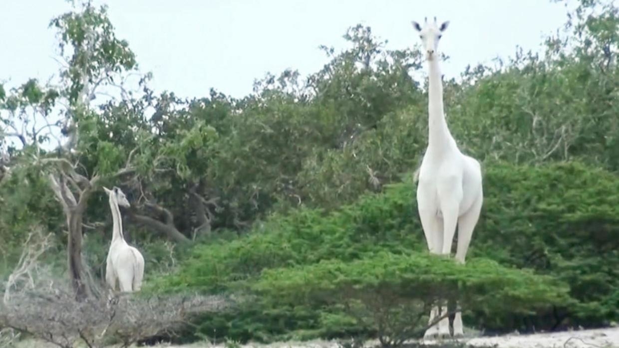 Une girafe blanche et son girafon tués par des braconniers